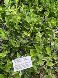 Aristolochia californica Dutchmans Pipe