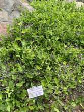 Load image into Gallery viewer, Aristolochia californica Dutchmans Pipe