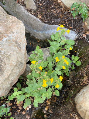 Erythranthe guttata Seep Monkey Flower Mimulus