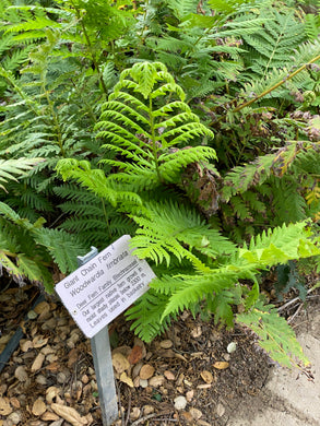 Woodwardia fimbriata Giant Chain Fern