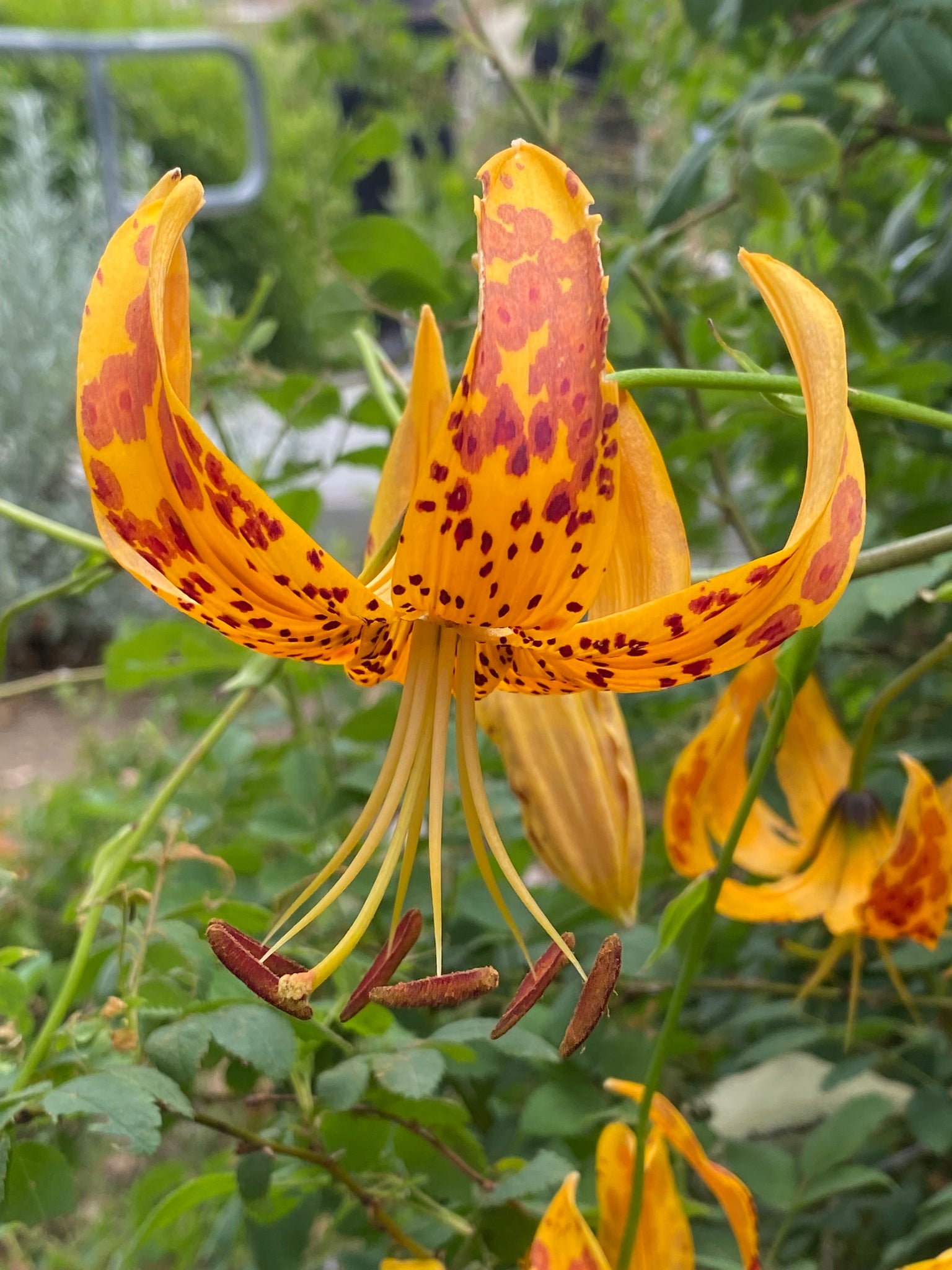 spotted tiger lily Lilium humboldtii ssp. ocellatum Spotted Humboldt's Lily – Neel's Nursery