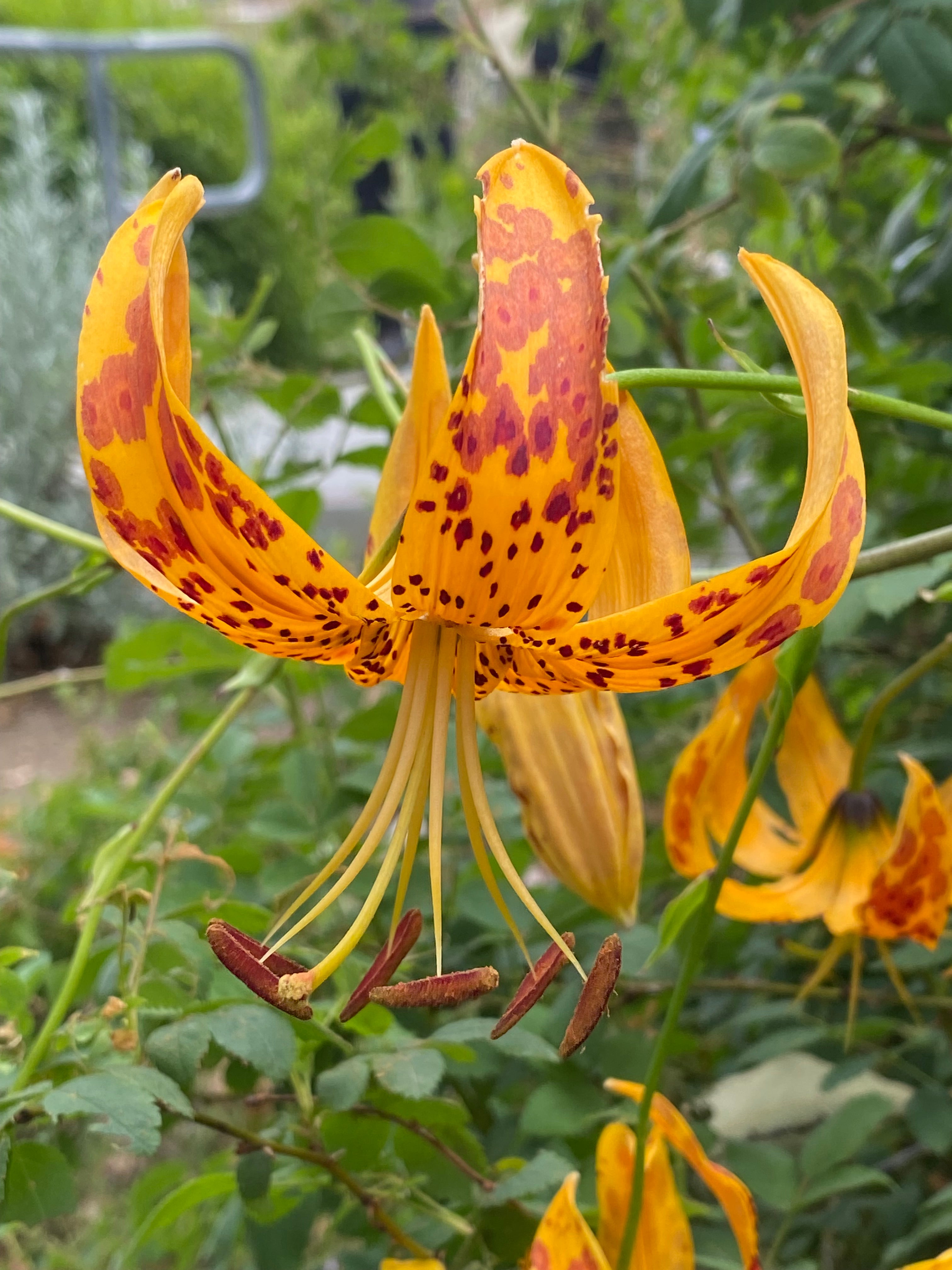 Lilium humboldtii ssp. ocellatum Spotted Humboldt's Lily – Neel's
