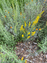Load image into Gallery viewer, Solidago velutina ssp. californica California Goldenrod