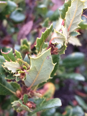 Quercus berberidifolia Scrub Oak