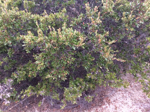 Quercus berberidifolia Scrub Oak