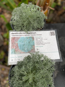 Artemisia pycnocephala 'David's Choice'  Sagebrush