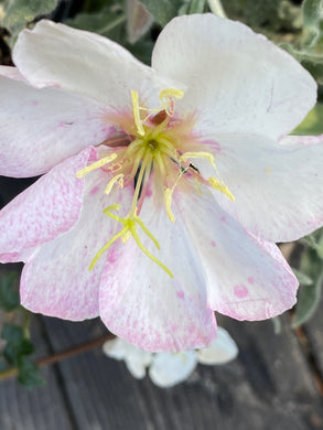 Oenothera californica California Primrose