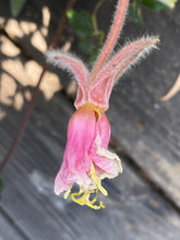 Load image into Gallery viewer, Oenothera californica California Primrose