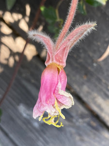 Oenothera californica California Primrose