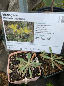 Mentzelia laevicaulis Blazing Star