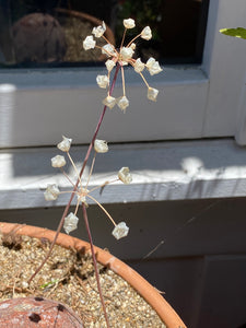 Allium abramsii Abrams' Allium