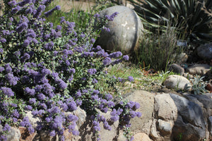 Ceanothus maritimus 'Valley Violet' & 'Popcorn' Mountain Lilac