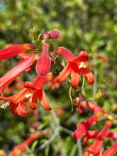 Load image into Gallery viewer, Keckiella ternata  Blue Stemmed Keckiella