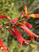 Load image into Gallery viewer, Keckiella ternata  Blue Stemmed Keckiella