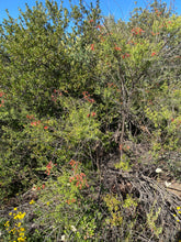 Load image into Gallery viewer, Keckiella ternata  Blue Stemmed Keckiella