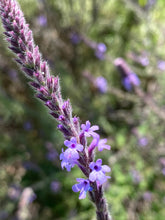 Load image into Gallery viewer, Verbena lasiostachys Vervain