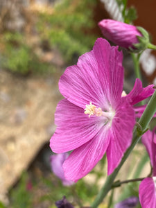 Sidalcea malviflora Checker Bloom