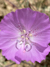 Load image into Gallery viewer, Clarkia bottae Punch Bowl Godetia