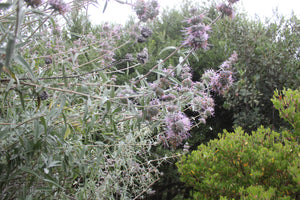 Salvia leucophylla  Purple Sage & Selections 'Point Sal'