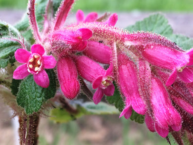 Ribes sanguineum Red Flowering Currant