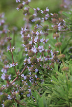 Load image into Gallery viewer, Salvia mellifera Black Sage &amp; Selections