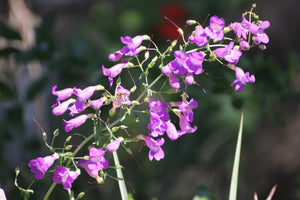 Penstemon spectabilis Showy Penstemon