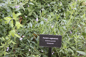 Solanum parishii  Parish's Nightshade