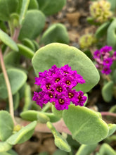 Load image into Gallery viewer, Abronia maritima Red Sand Verbena
