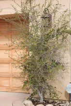 Load image into Gallery viewer, Cercocarpus minutiflorus San Diego Mountain Mahogany