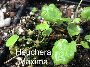 Heuchera maxima Island Alum Root & cultivars 'Wendy'