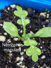 Load image into Gallery viewer, Nemophila maculata Fivespot