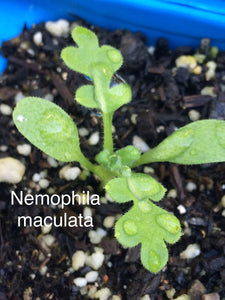 Nemophila maculata Fivespot