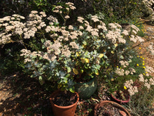Load image into Gallery viewer, Eriogonum giganteum St. Catherine&#39;s Lace