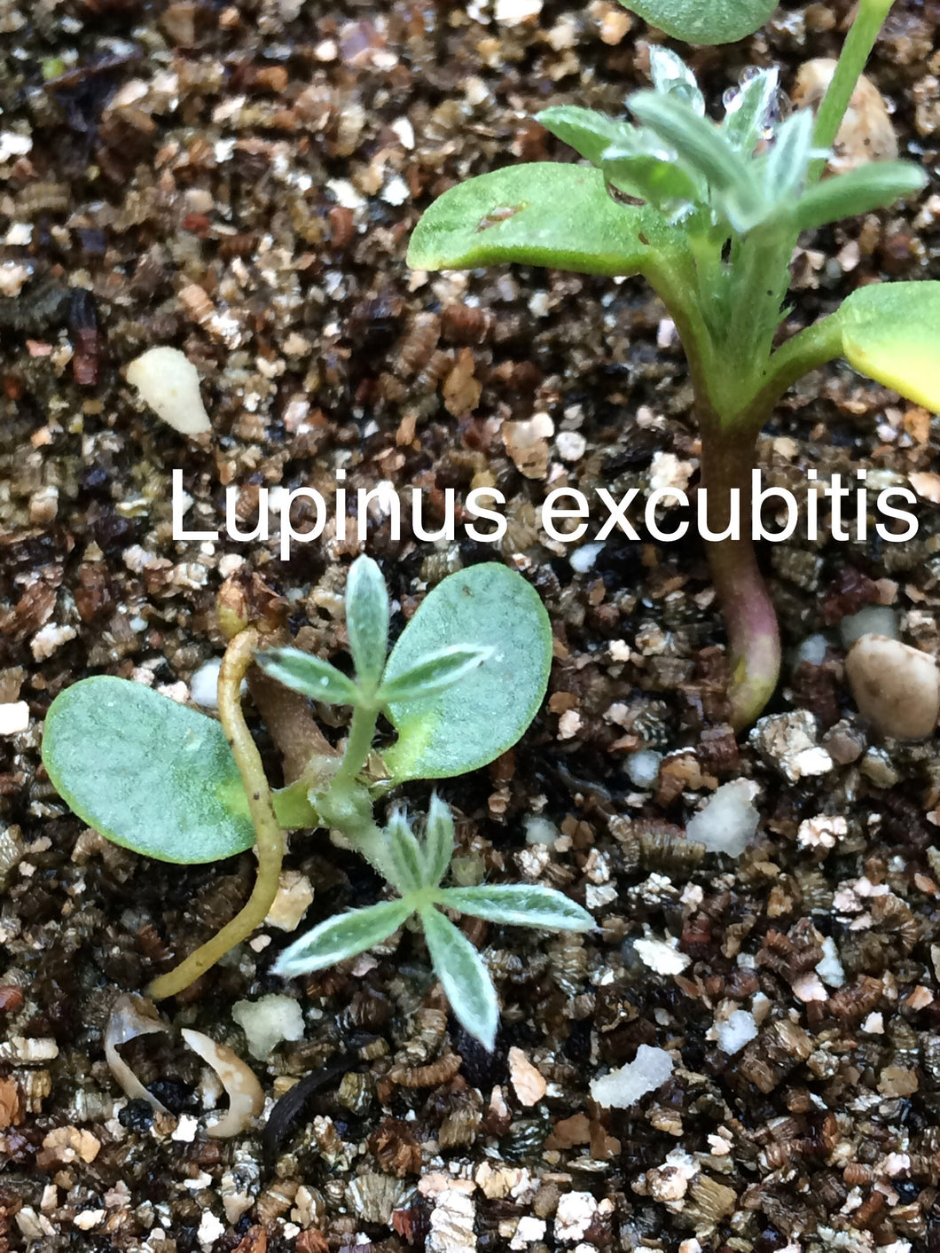 Lupinus excubitus Grape Soda Lupine