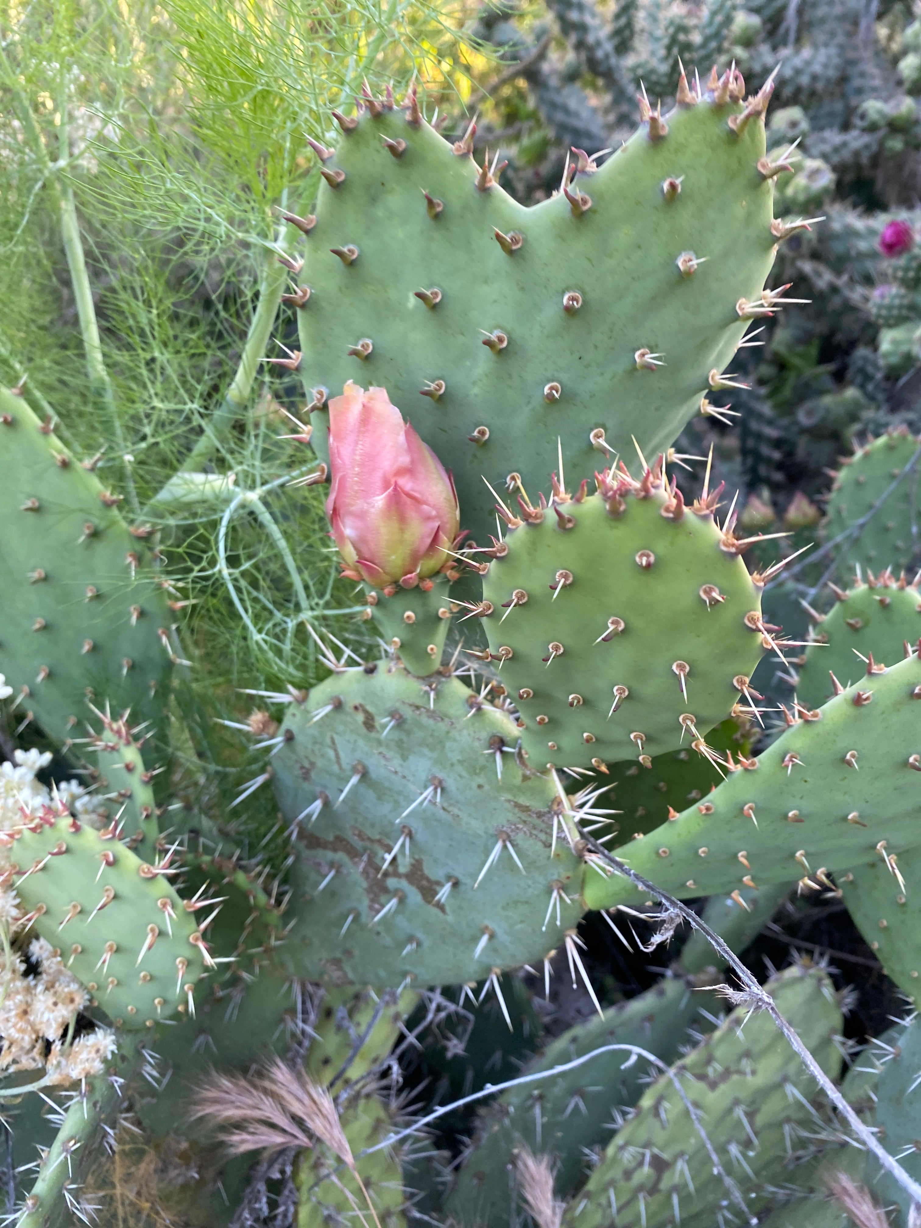 coastal prickly pear cactus Opuntia littoralis Coast Prickly Pear