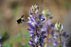 succulent lupine Lupinus succulentus Succulent Lupine – Neel's Nursery