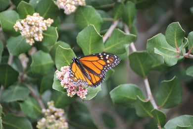Rhus integrifolia Lemonade Berry