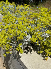 Load image into Gallery viewer, Eriogonum crocatum Conejo Buckwheat