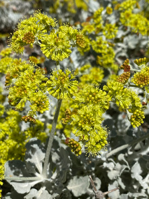 Eriogonum crocatum Conejo Buckwheat