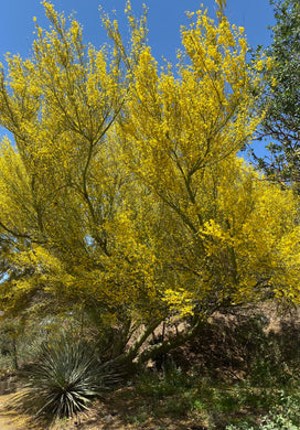 Parkinsonia florida Blue Palo Verde (Cercidium)