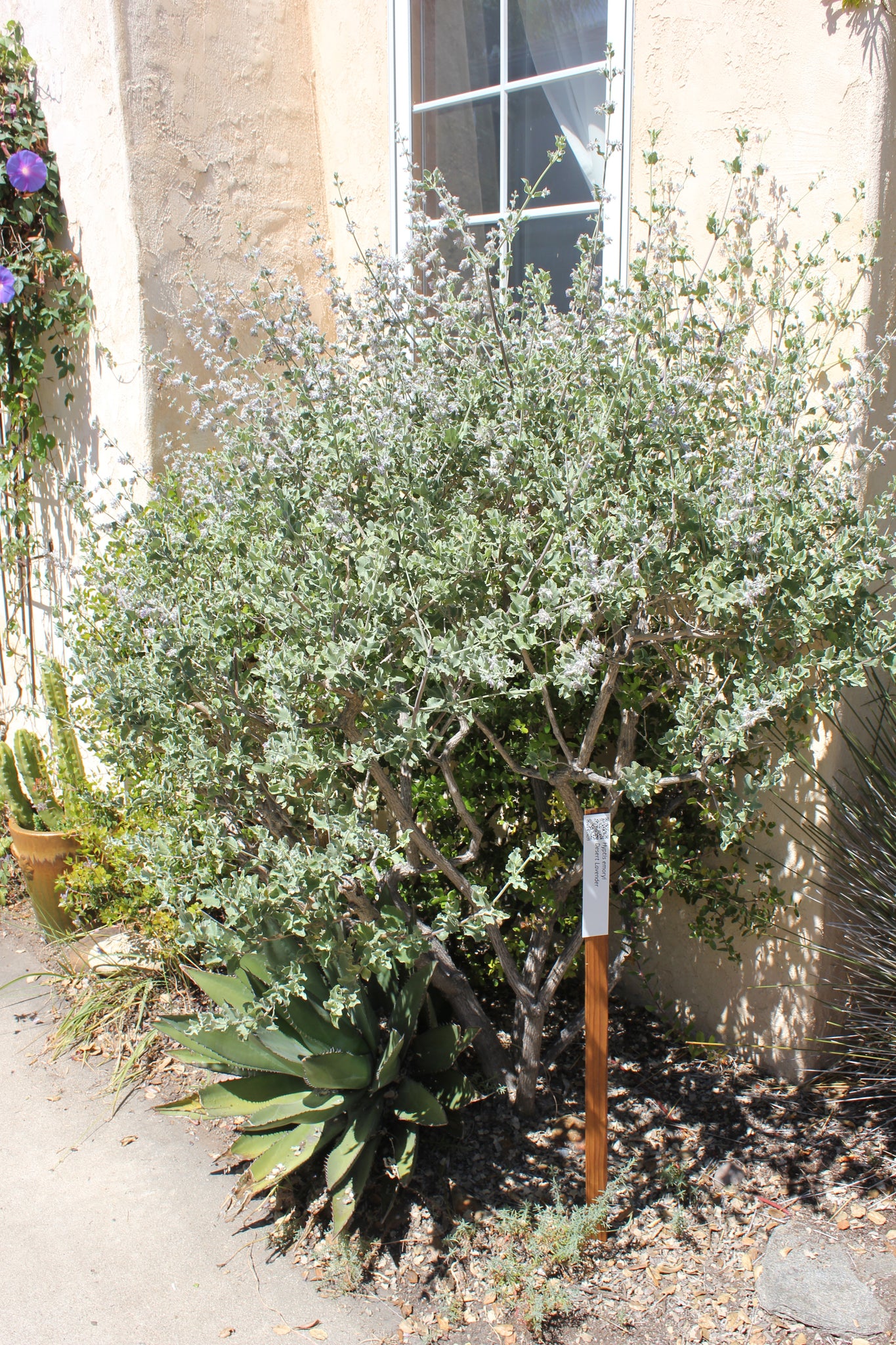 desert lavender plant Condea emoryi Desert Lavender ( Hyptis ) – Neel's Nursery