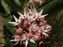 Load image into Gallery viewer, Asclepias speciosa Showy Milkweed