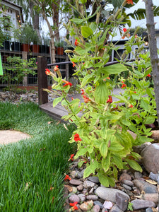 Erythranthe cardinalis (Mimulus) Scarlet Monkeyflower