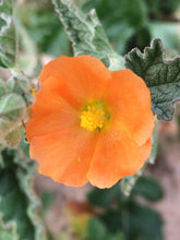 Load image into Gallery viewer, Sphaeralcea ambigua Apricot Mallow &amp; Selections