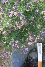 Load image into Gallery viewer, Salvia &#39;Pozo Blue&#39;  Pozo Blue Sage