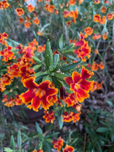 Load image into Gallery viewer, Mimulus &#39;Fiesta Marigold&#39; Monkeyflower &amp; other Jelly Bean Hybrids Orange Red