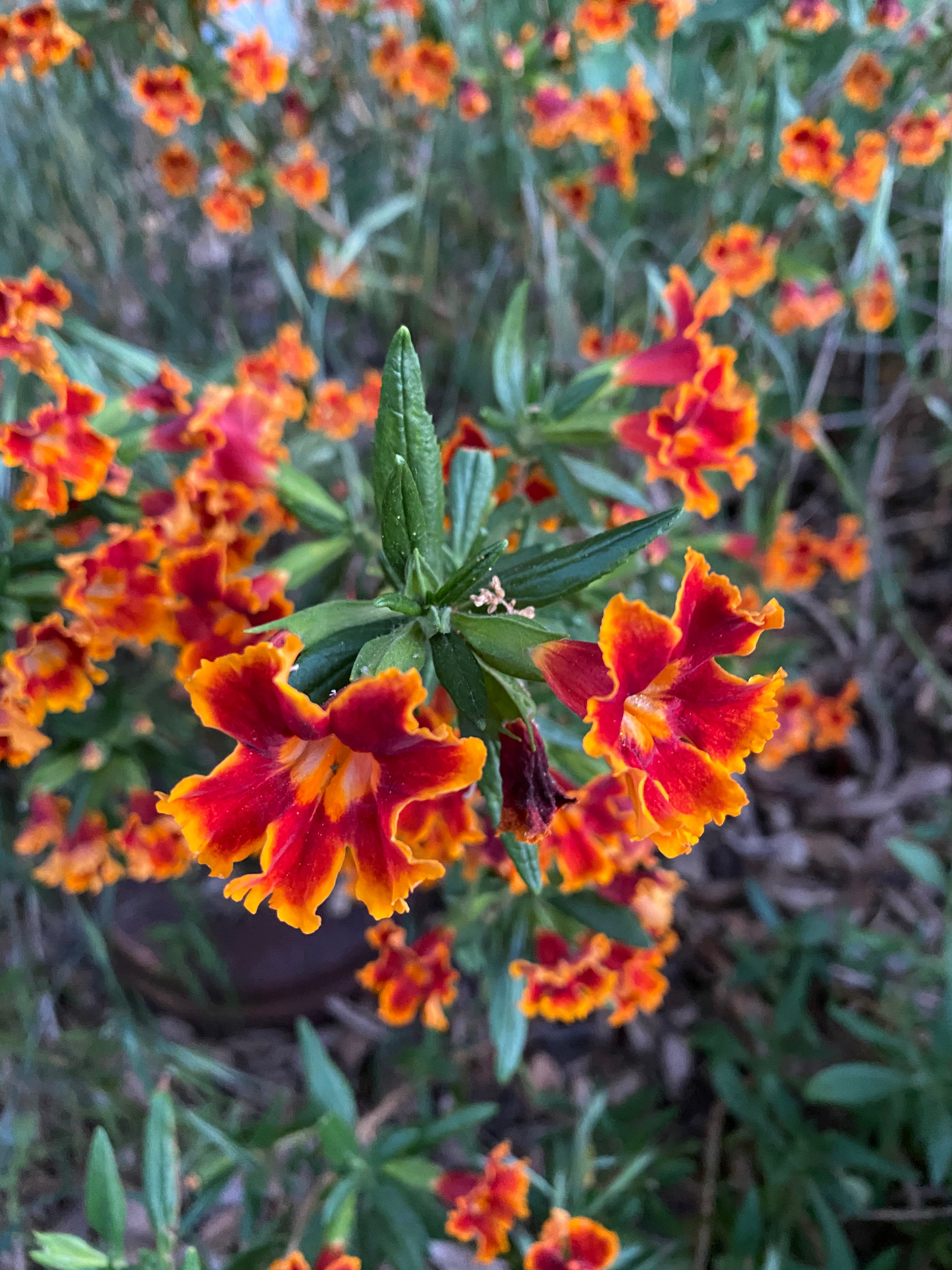 Mimulus 'Fiesta Marigold' Monkeyflower & other Jelly Bean Hybrids Orange Red