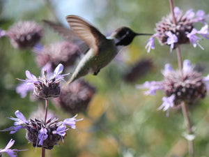 Salvia 'Pozo Blue'  Pozo Blue Sage