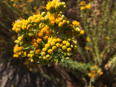 Isocoma menziesii Menzies' Goldenbush - var. sedoides & var. decumbens
