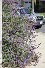 Load image into Gallery viewer, Salvia &#39;Pozo Blue&#39;  Pozo Blue Sage